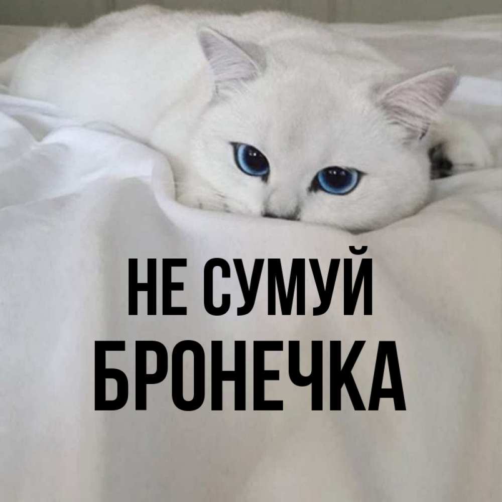 Открытка на каждый день з підписом, Бронечка Не сумуй Голубоглазая кошка Прикольна листівка з побажанням онлайн скачати безкоштовно 