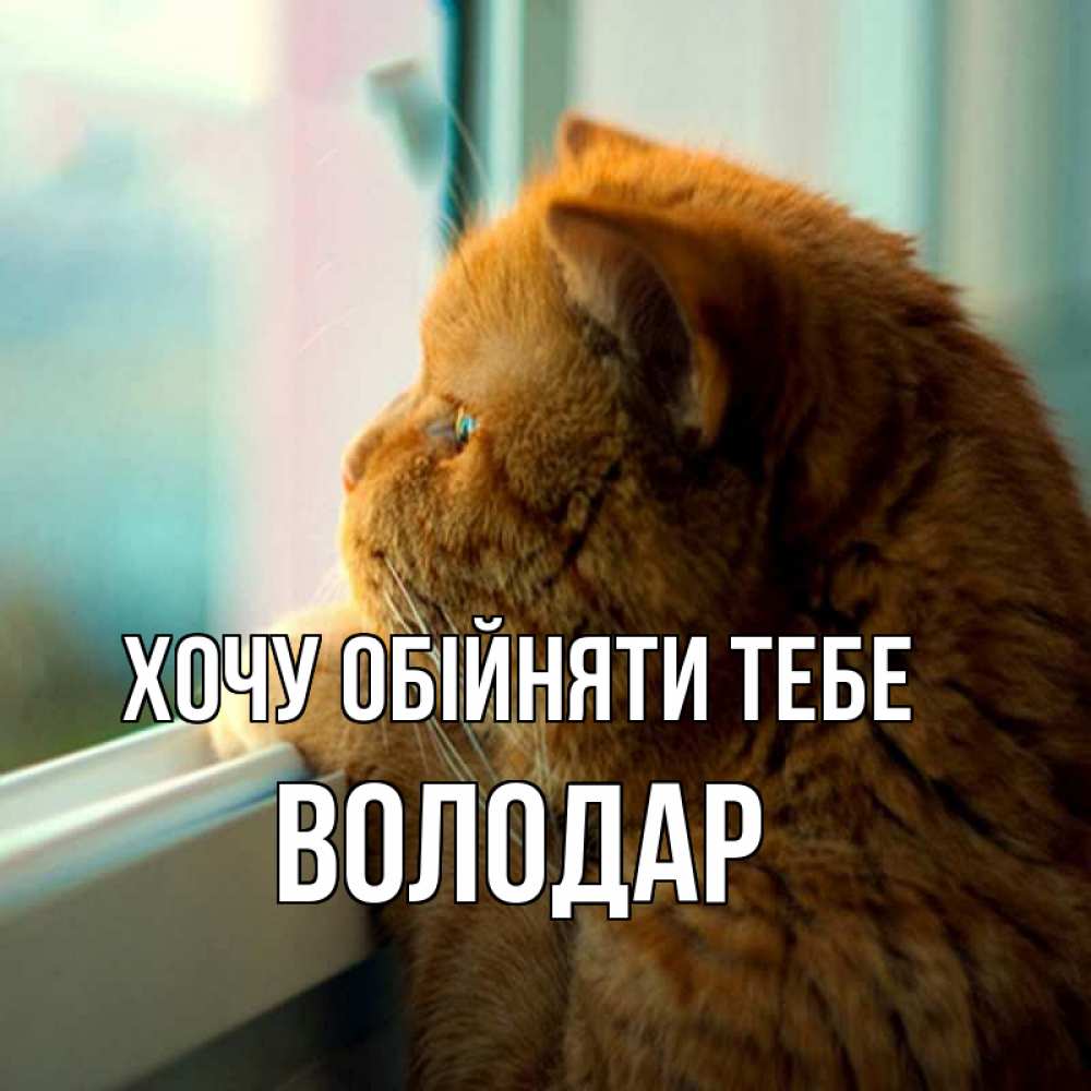 Открытка на каждый день з підписом, Володар Хочу обійняти тебе большой огромный рыжий котяра Прикольна листівка з побажанням онлайн скачати безкоштовно 