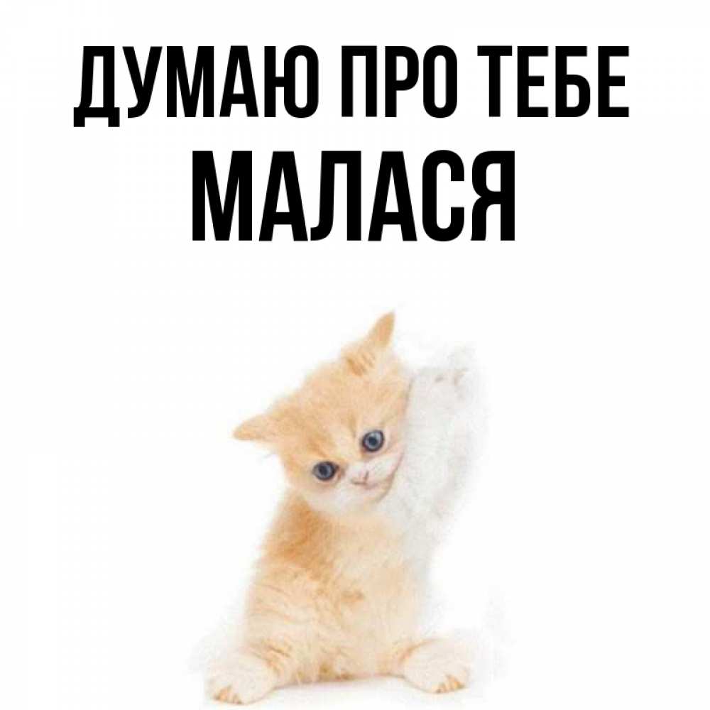 Открытка на каждый день з підписом, Малася Думаю про тебе зверушки и милота Прикольна листівка з побажанням онлайн скачати безкоштовно 
