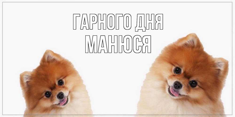Открытка на каждый день з підписом, Манюся Гарного дня собачки желают прекрасного дня Прикольна листівка з побажанням онлайн скачати безкоштовно 