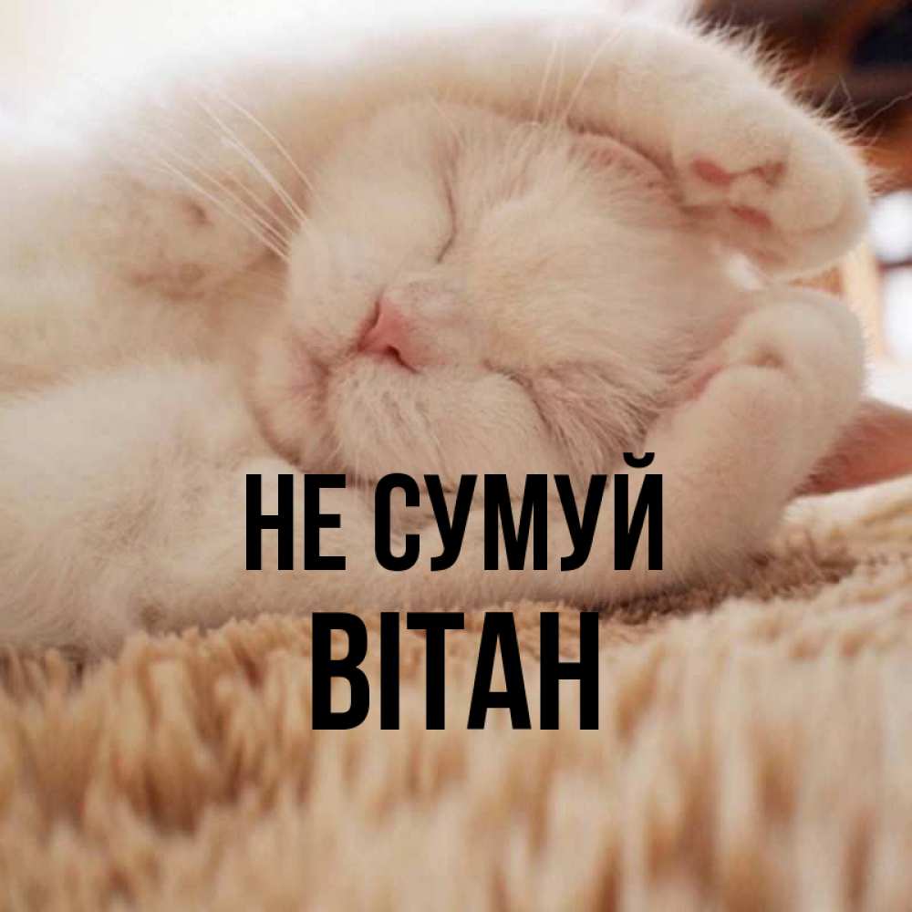 Открытка на каждый день з підписом, Вітан Не сумуй Котенок спит Прикольна листівка з побажанням онлайн скачати безкоштовно 