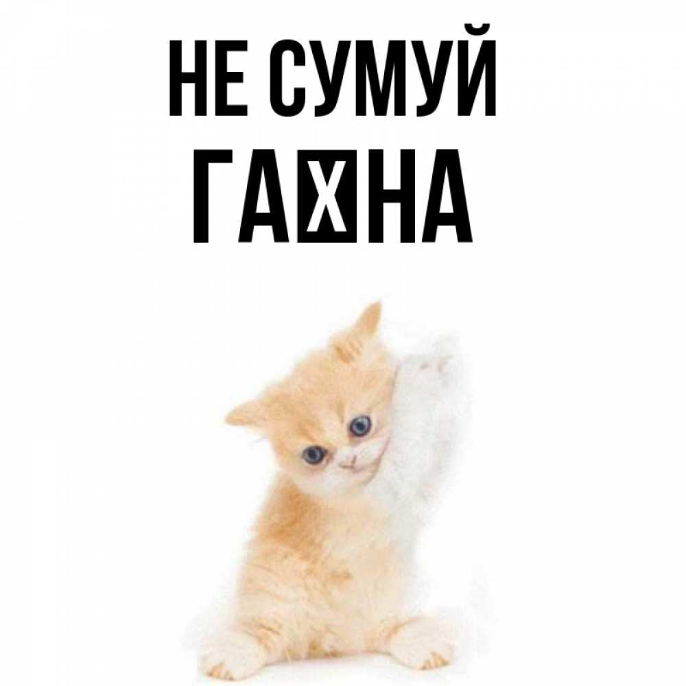 Открытка на каждый день з підписом, Гаїна Не сумуй просящий кот Прикольна листівка з побажанням онлайн скачати безкоштовно 