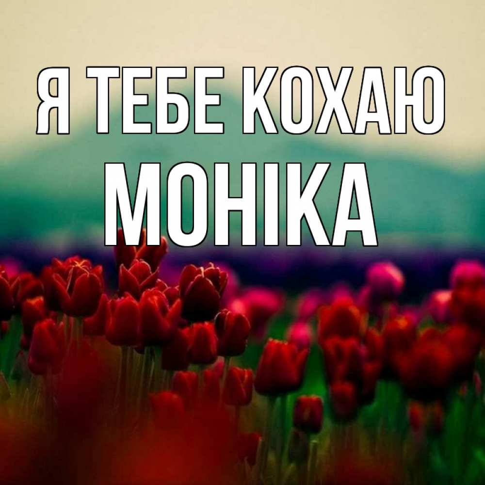 Открытка на каждый день з підписом, Моніка Я тебе кохаю тюльпаны 4 Прикольна листівка з побажанням онлайн скачати безкоштовно 