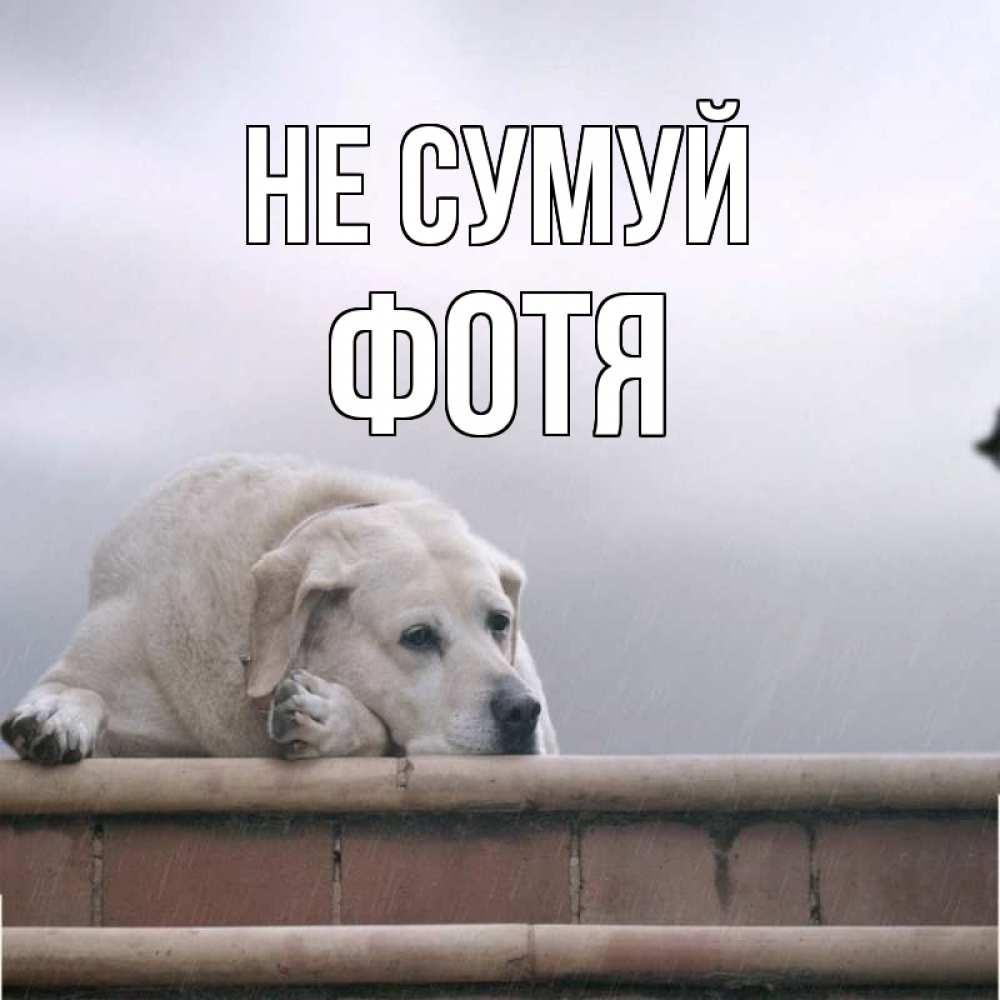 Открытка на каждый день з підписом, Фотя Не сумуй белый пес 1 Прикольна листівка з побажанням онлайн скачати безкоштовно 