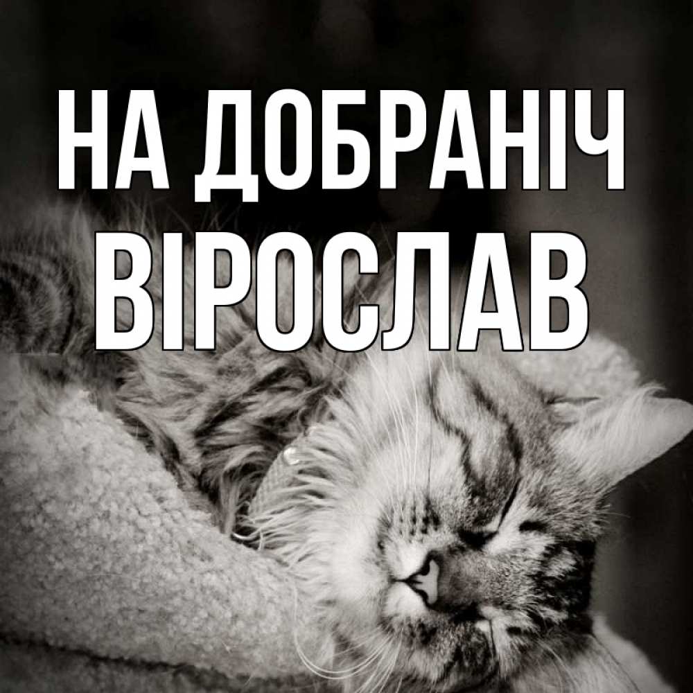 Открытка на каждый день з підписом, Вірослав На добраніч котярик пушистый Прикольна листівка з побажанням онлайн скачати безкоштовно 