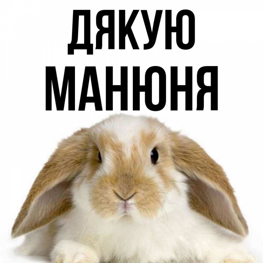 Открытка на каждый день з підписом, Манюня Дякую коричнево белый заяц Прикольна листівка з побажанням онлайн скачати безкоштовно 