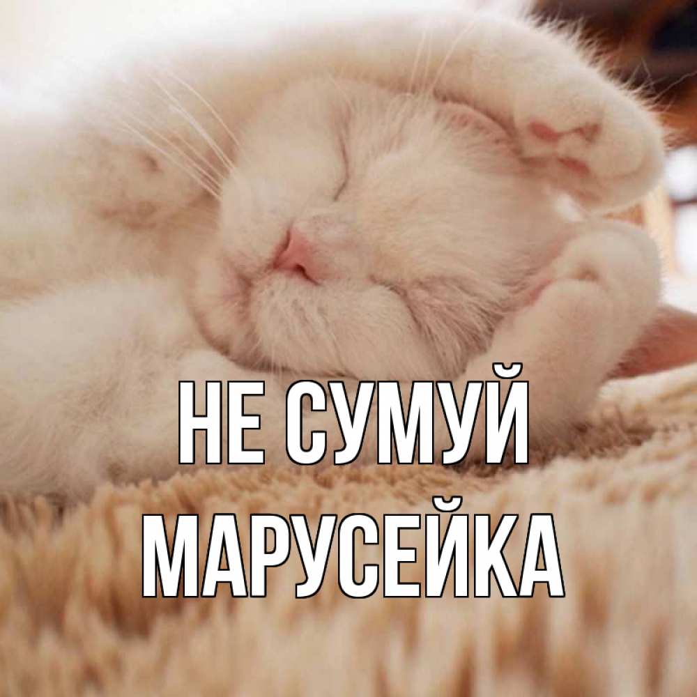 Открытка на каждый день з підписом, Марусейка Не сумуй белый кот Прикольна листівка з побажанням онлайн скачати безкоштовно 