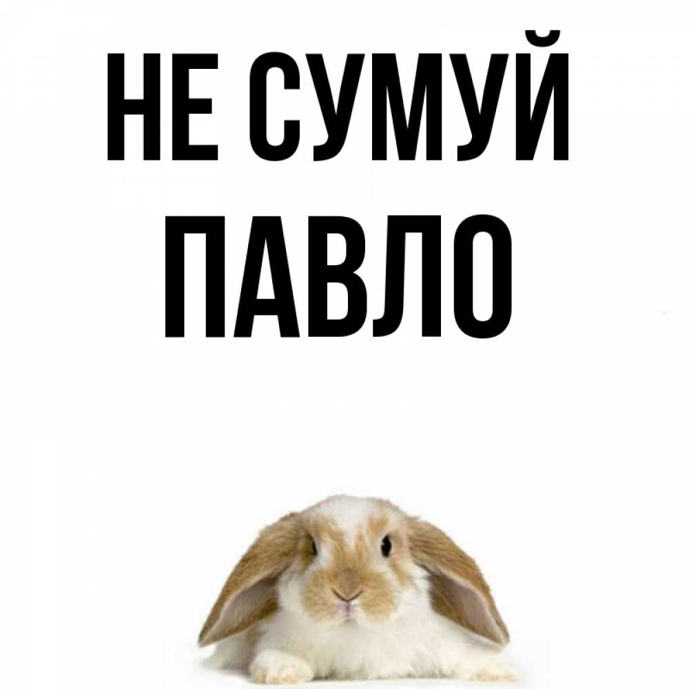 Открытка на каждый день з підписом, Павло Не сумуй коричнево белый заяц с большими ушками Прикольна листівка з побажанням онлайн скачати безкоштовно 