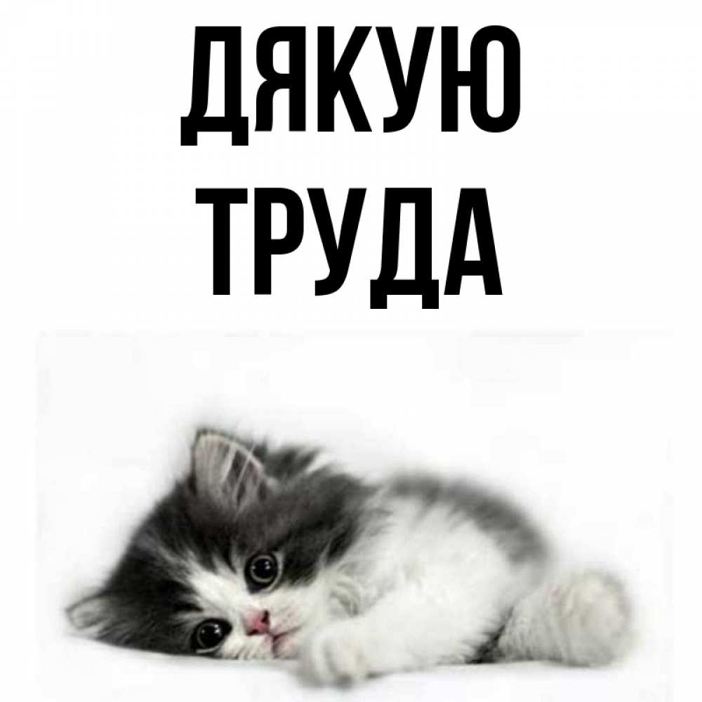 Открытка на каждый день з підписом, Труда Дякую черный и белый кот Прикольна листівка з побажанням онлайн скачати безкоштовно 