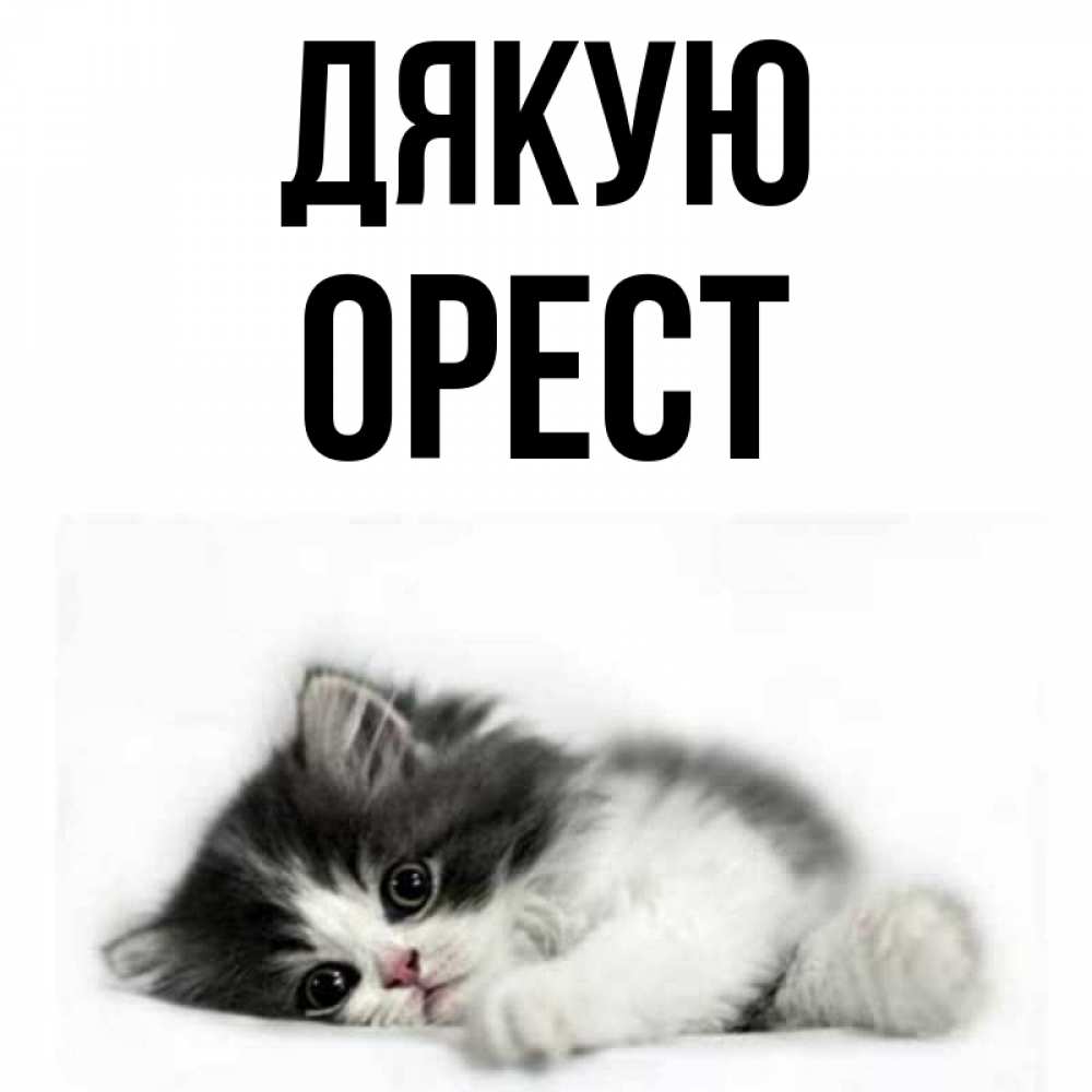Открытка на каждый день з підписом, Орест Дякую черный и белый кот Прикольна листівка з побажанням онлайн скачати безкоштовно 