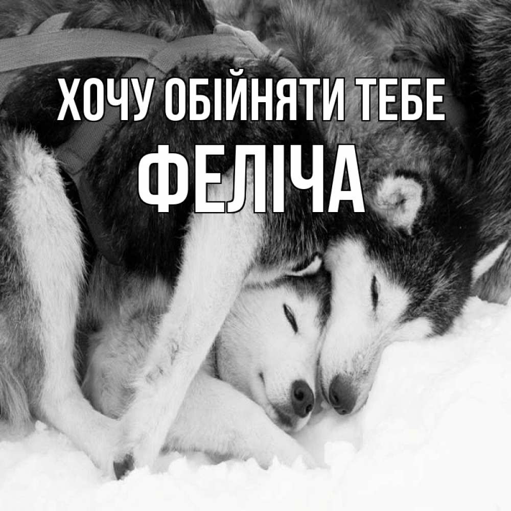 Открытка на каждый день з підписом, Феліча Хочу обійняти тебе собачки в упряжке Прикольна листівка з побажанням онлайн скачати безкоштовно 