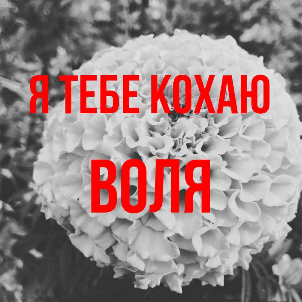 Открытка на каждый день з підписом, Воля Я тебе кохаю подпись Прикольна листівка з побажанням онлайн скачати безкоштовно 