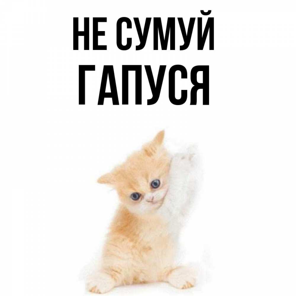 Открытка на каждый день з підписом, Гапуся Не сумуй просящий кот Прикольна листівка з побажанням онлайн скачати безкоштовно 