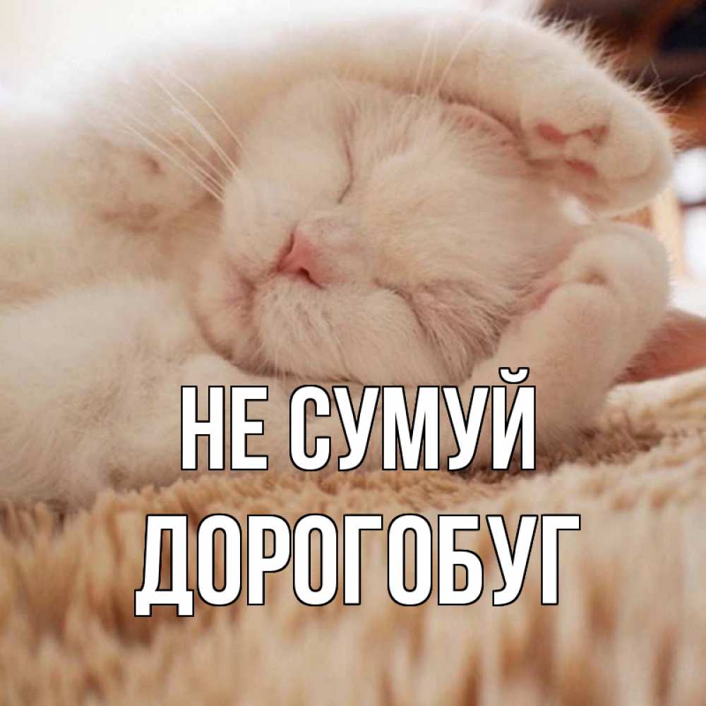 Открытка на каждый день з підписом, Дорогобуг Не сумуй белый кот Прикольна листівка з побажанням онлайн скачати безкоштовно 