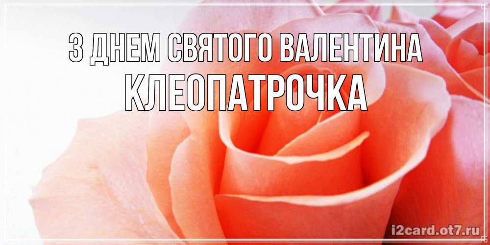 Открытка на каждый день з підписом, Клеопатрочка З Днем Святого Валентина открытка на день Святого Валентина с розовой розой Прикольна листівка з побажанням онлайн скачати безкоштовно 