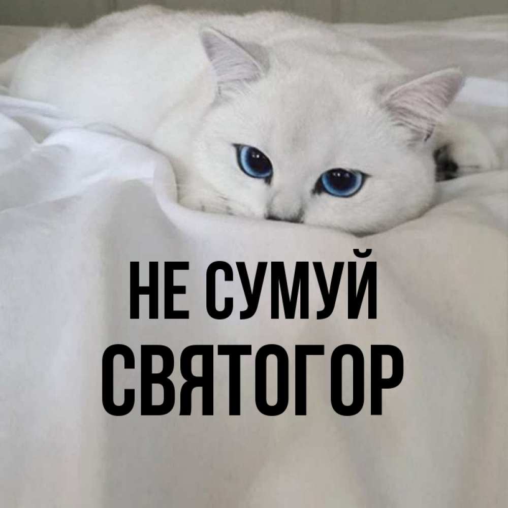 Открытка на каждый день з підписом, Святогор Не сумуй Голубоглазая кошка Прикольна листівка з побажанням онлайн скачати безкоштовно 