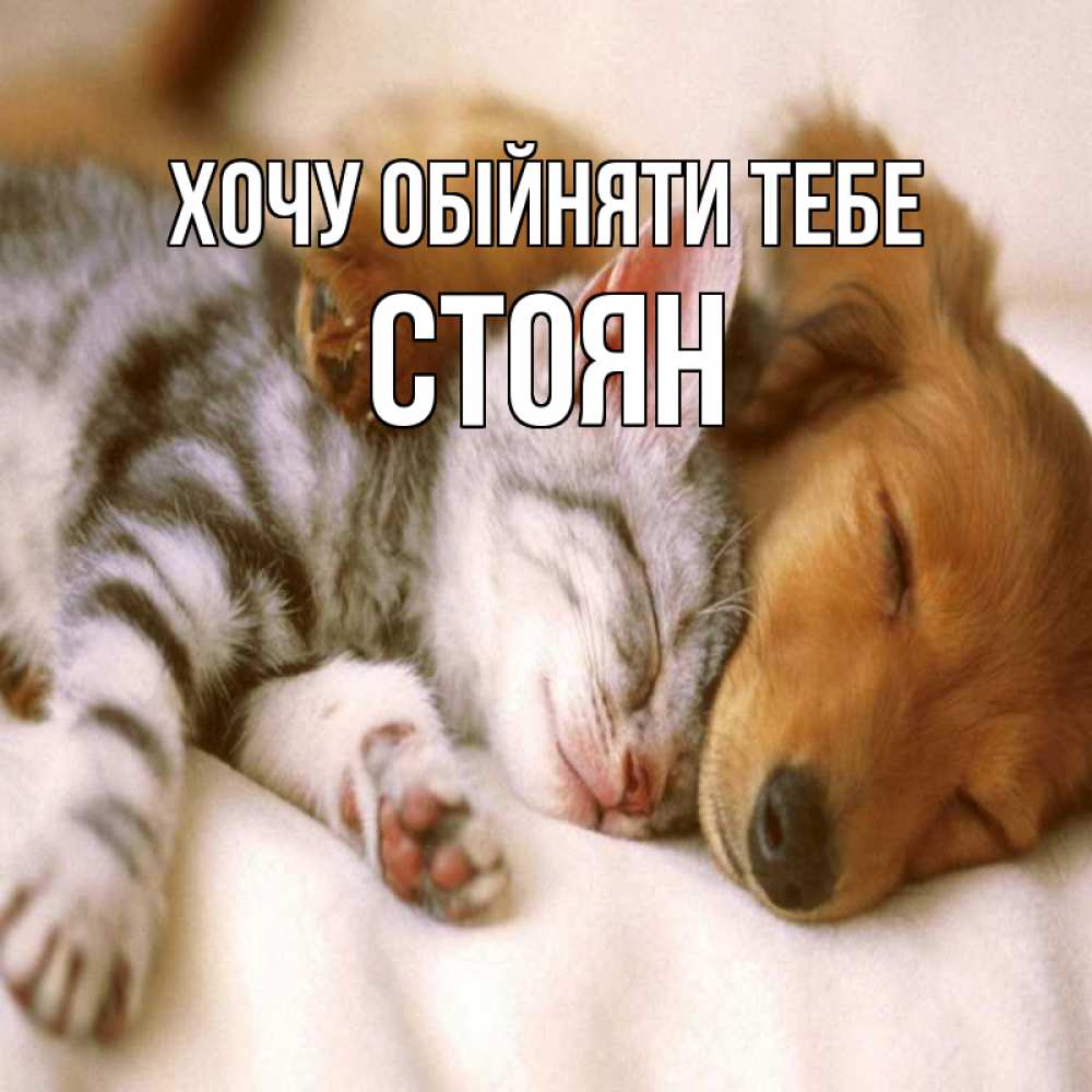 Открытка на каждый день з підписом, Стоян Хочу обійняти тебе пес и котенок Прикольна листівка з побажанням онлайн скачати безкоштовно 