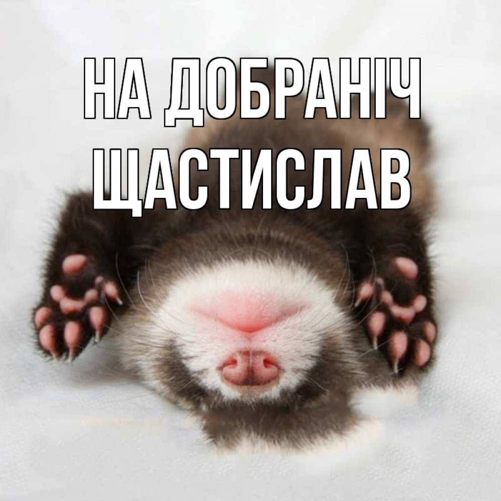 Открытка на каждый день з підписом, Щастислав На добраніч зверек Прикольна листівка з побажанням онлайн скачати безкоштовно 