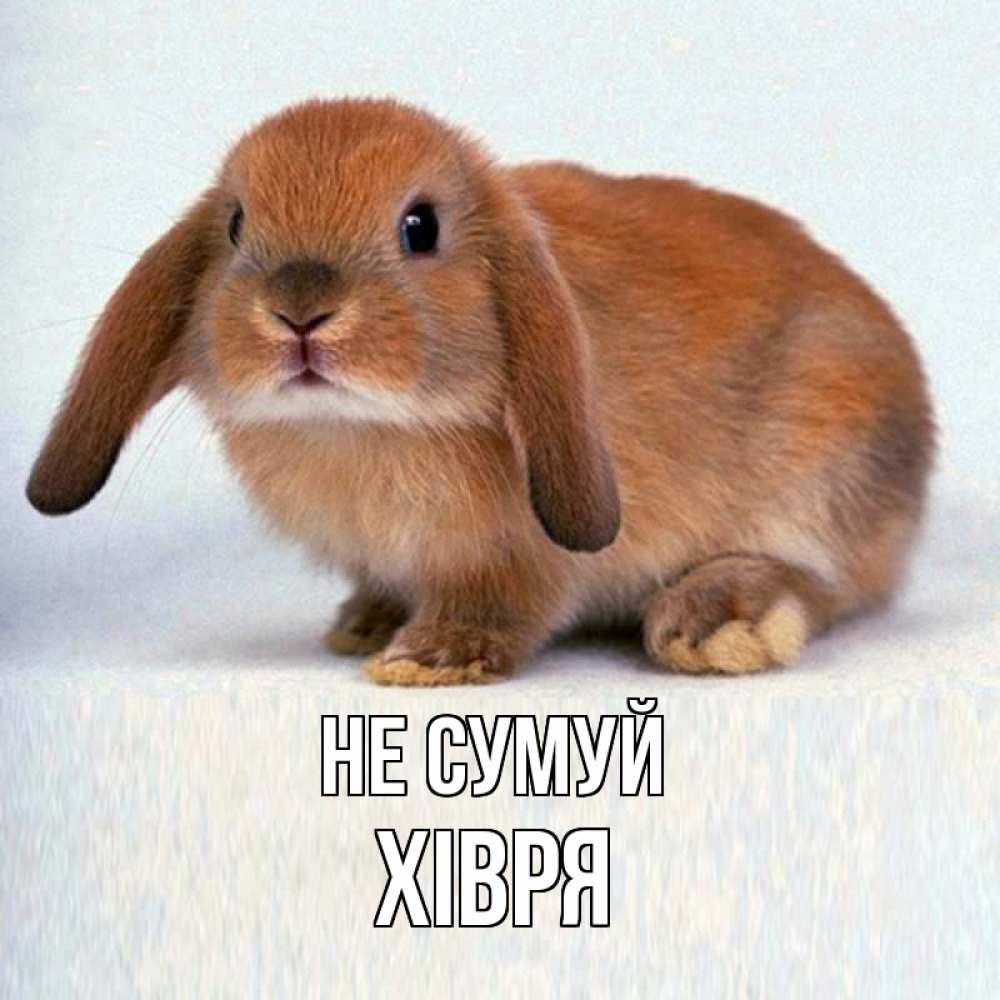 Открытка на каждый день з підписом, Хівря Не сумуй рыжий зая Прикольна листівка з побажанням онлайн скачати безкоштовно 