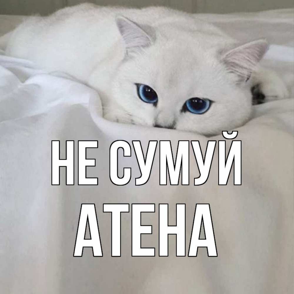Открытка на каждый день з підписом, Атена Не сумуй белый кот с голубыми глазами на белоснежной кровати Прикольна листівка з побажанням онлайн скачати безкоштовно 