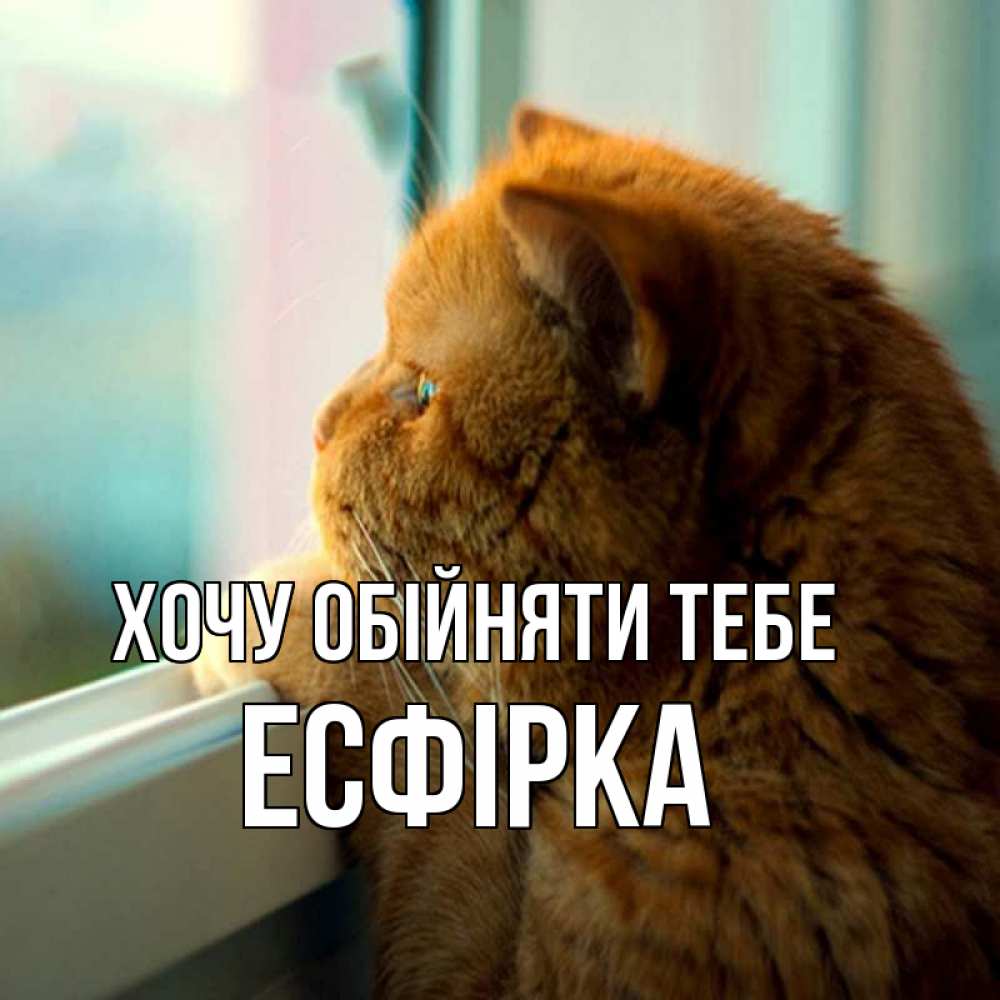 Открытка на каждый день з підписом, Есфірка Хочу обійняти тебе большой огромный рыжий котяра Прикольна листівка з побажанням онлайн скачати безкоштовно 