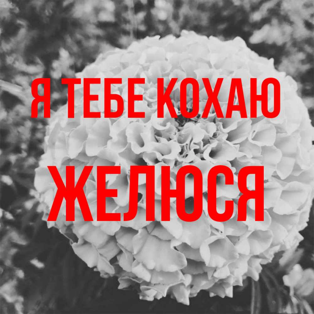 Открытка на каждый день з підписом, Желюся Я тебе кохаю подпись Прикольна листівка з побажанням онлайн скачати безкоштовно 