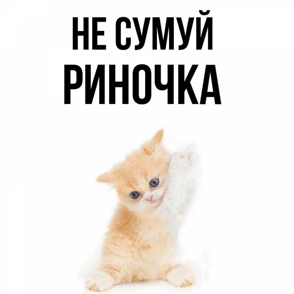 Открытка на каждый день з підписом, Риночка Не сумуй просящий кот Прикольна листівка з побажанням онлайн скачати безкоштовно 