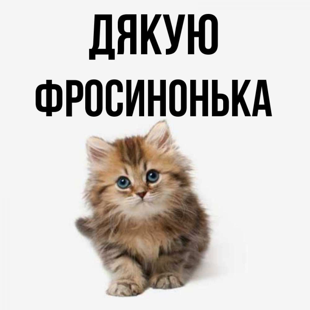 Открытка на каждый день з підписом, Фросинонька Дякую пушистый котик Прикольна листівка з побажанням онлайн скачати безкоштовно 