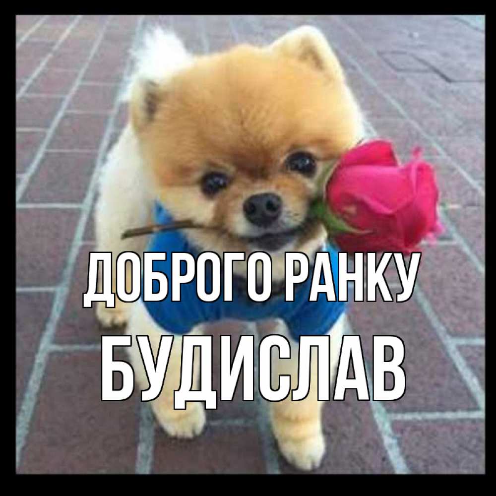 Открытка на каждый день з підписом, Будислав Доброго ранку роза в зубах Прикольна листівка з побажанням онлайн скачати безкоштовно 
