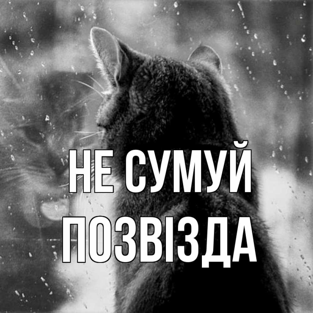 Открытка на каждый день з підписом, Позвізда Не сумуй отражение кота 1 Прикольна листівка з побажанням онлайн скачати безкоштовно 