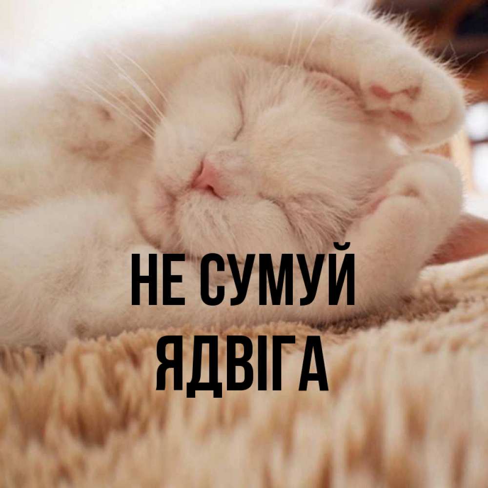 Открытка на каждый день з підписом, Ядвіга Не сумуй Котенок спит Прикольна листівка з побажанням онлайн скачати безкоштовно 