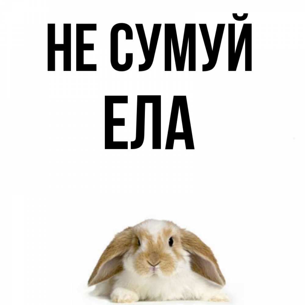 Открытка на каждый день з підписом, Ела Не сумуй коричнево белый заяц с большими ушками Прикольна листівка з побажанням онлайн скачати безкоштовно 