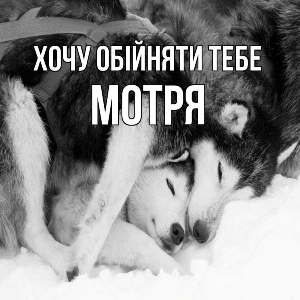 Открытка на каждый день з підписом, Мотря Хочу обійняти тебе собачки в упряжке Прикольна листівка з побажанням онлайн скачати безкоштовно 