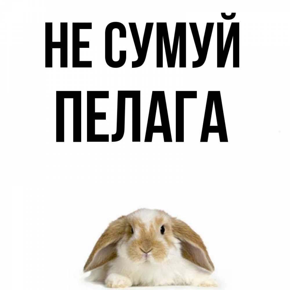 Открытка на каждый день з підписом, Пелага Не сумуй коричнево белый заяц с большими ушками Прикольна листівка з побажанням онлайн скачати безкоштовно 
