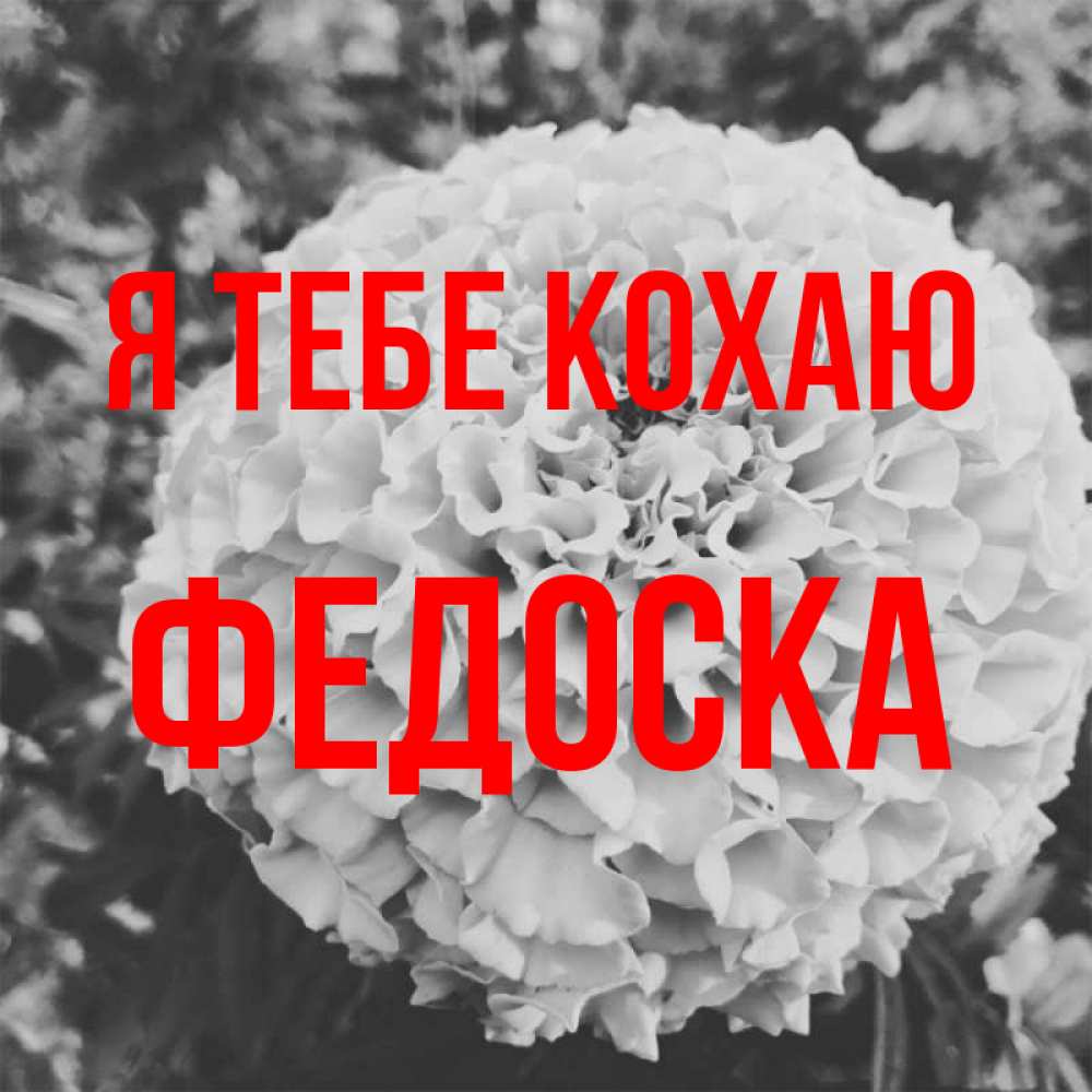 Открытка на каждый день з підписом, Федоска Я тебе кохаю подпись Прикольна листівка з побажанням онлайн скачати безкоштовно 