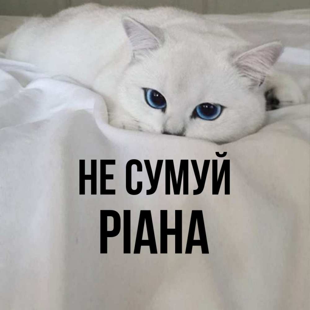 Открытка на каждый день з підписом, Ріана Не сумуй Голубоглазая кошка Прикольна листівка з побажанням онлайн скачати безкоштовно 