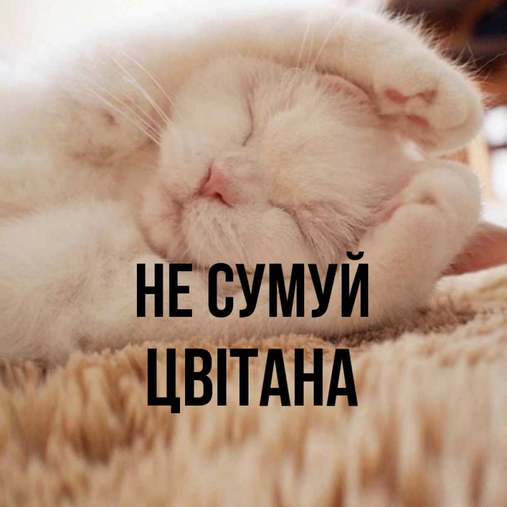 Открытка на каждый день з підписом, Цвітана Не сумуй Котенок спит Прикольна листівка з побажанням онлайн скачати безкоштовно 