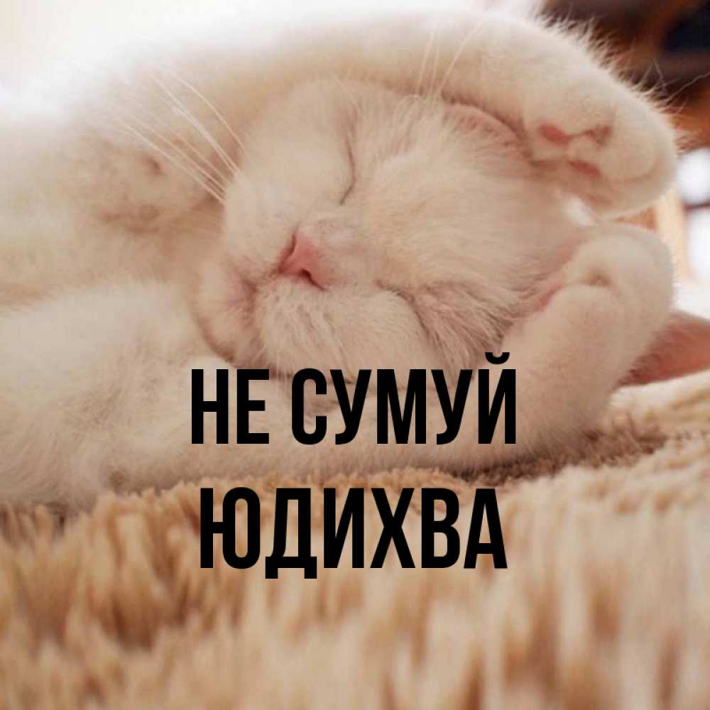 Открытка на каждый день з підписом, Юдихва Не сумуй Котенок спит Прикольна листівка з побажанням онлайн скачати безкоштовно 