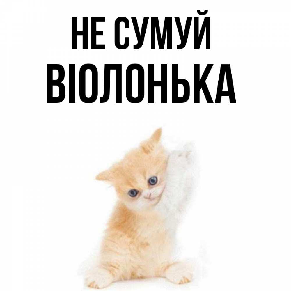 Открытка на каждый день з підписом, Віолонька Не сумуй просящий кот Прикольна листівка з побажанням онлайн скачати безкоштовно 