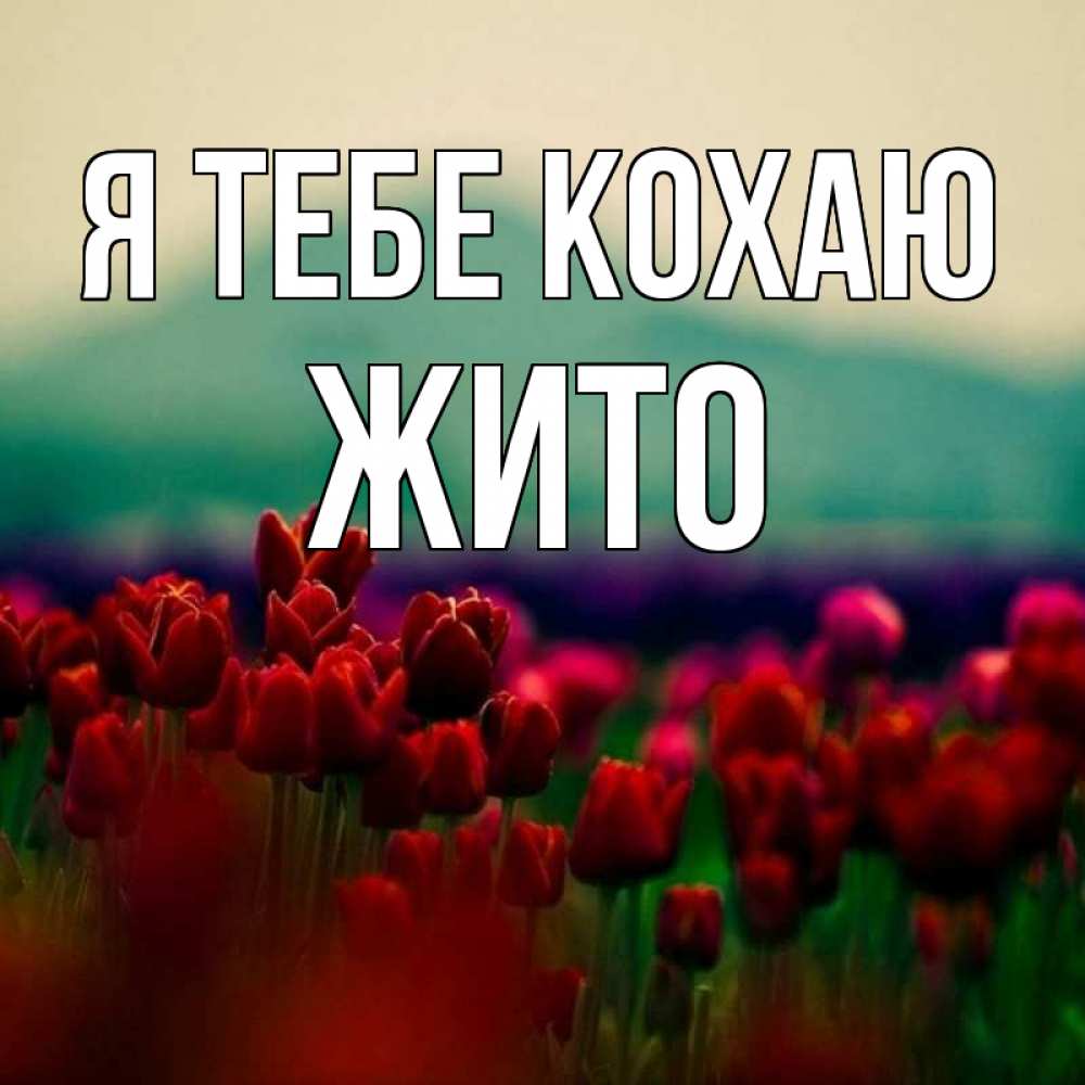 Открытка на каждый день з підписом, Жито Я тебе кохаю тюльпаны 4 Прикольна листівка з побажанням онлайн скачати безкоштовно 