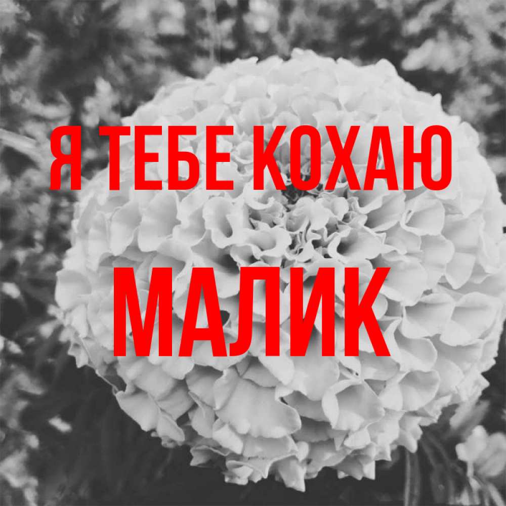 Открытка на каждый день з підписом, Малик Я тебе кохаю подпись Прикольна листівка з побажанням онлайн скачати безкоштовно 