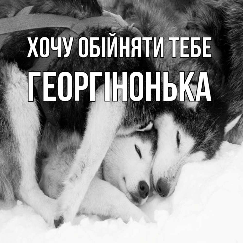 Открытка на каждый день з підписом, Георгінонька Хочу обійняти тебе собачки в упряжке Прикольна листівка з побажанням онлайн скачати безкоштовно 