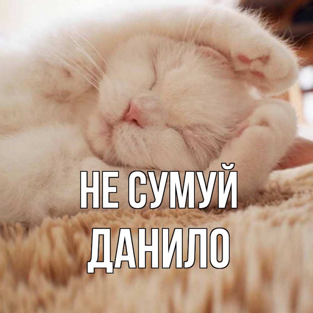 Открытка на каждый день з підписом, Данило Не сумуй белый кот Прикольна листівка з побажанням онлайн скачати безкоштовно 