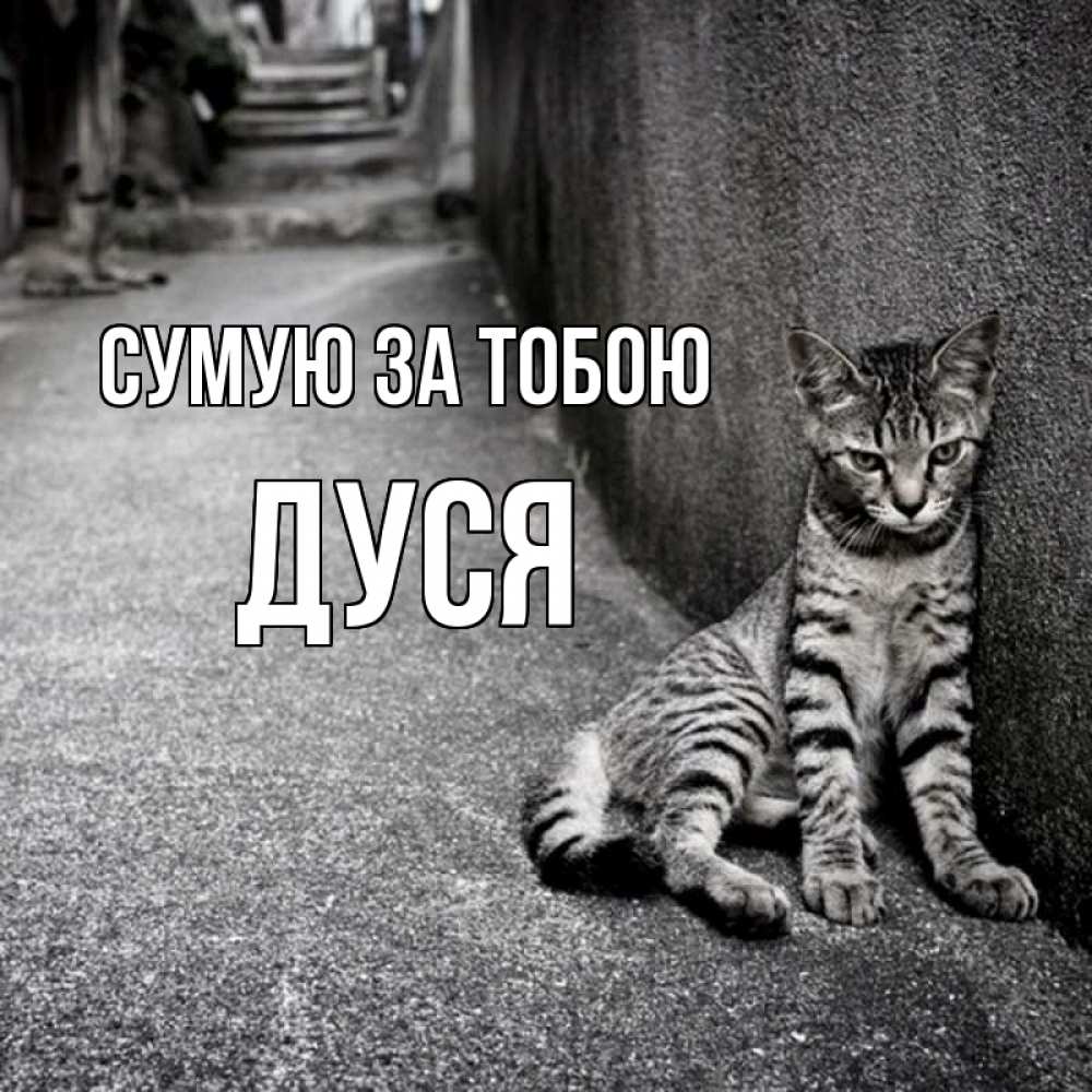 Открытка на каждый день з підписом, Дуся Сумую за тобою одиноко котику Прикольна листівка з побажанням онлайн скачати безкоштовно 