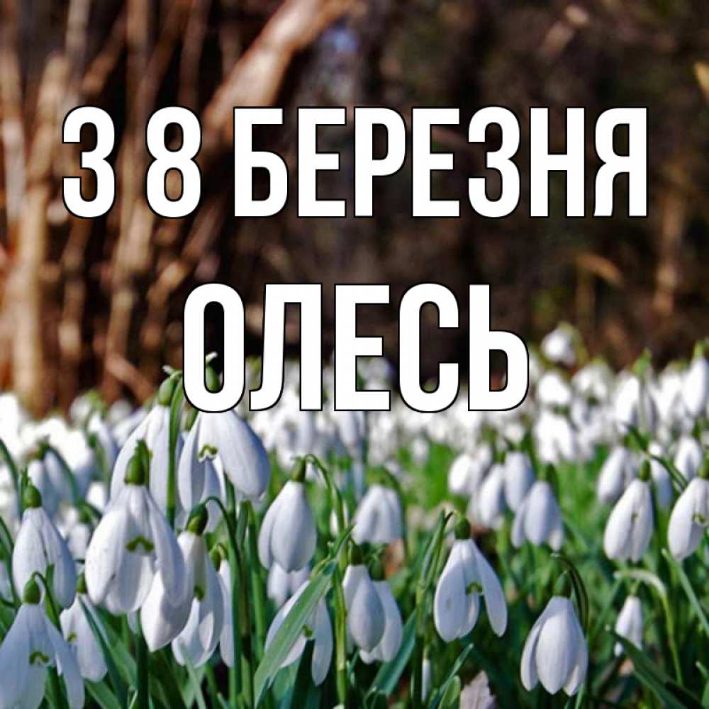 Открытка на каждый день з підписом, Олесь З 8 БЕРЕЗНЯ с подснежниками 1 Прикольна листівка з побажанням онлайн скачати безкоштовно 