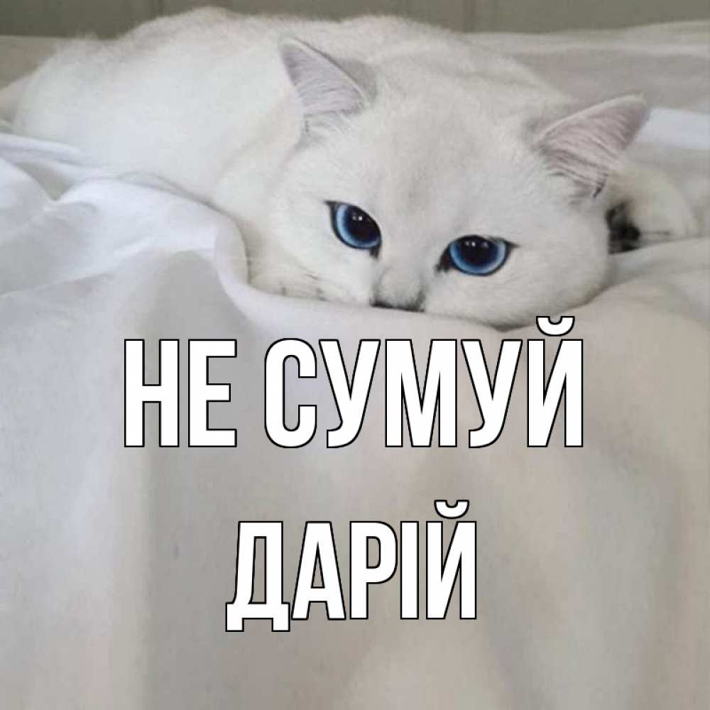 Открытка на каждый день з підписом, Дарій Не сумуй белый кот с голубыми глазами на белоснежной кровати Прикольна листівка з побажанням онлайн скачати безкоштовно 