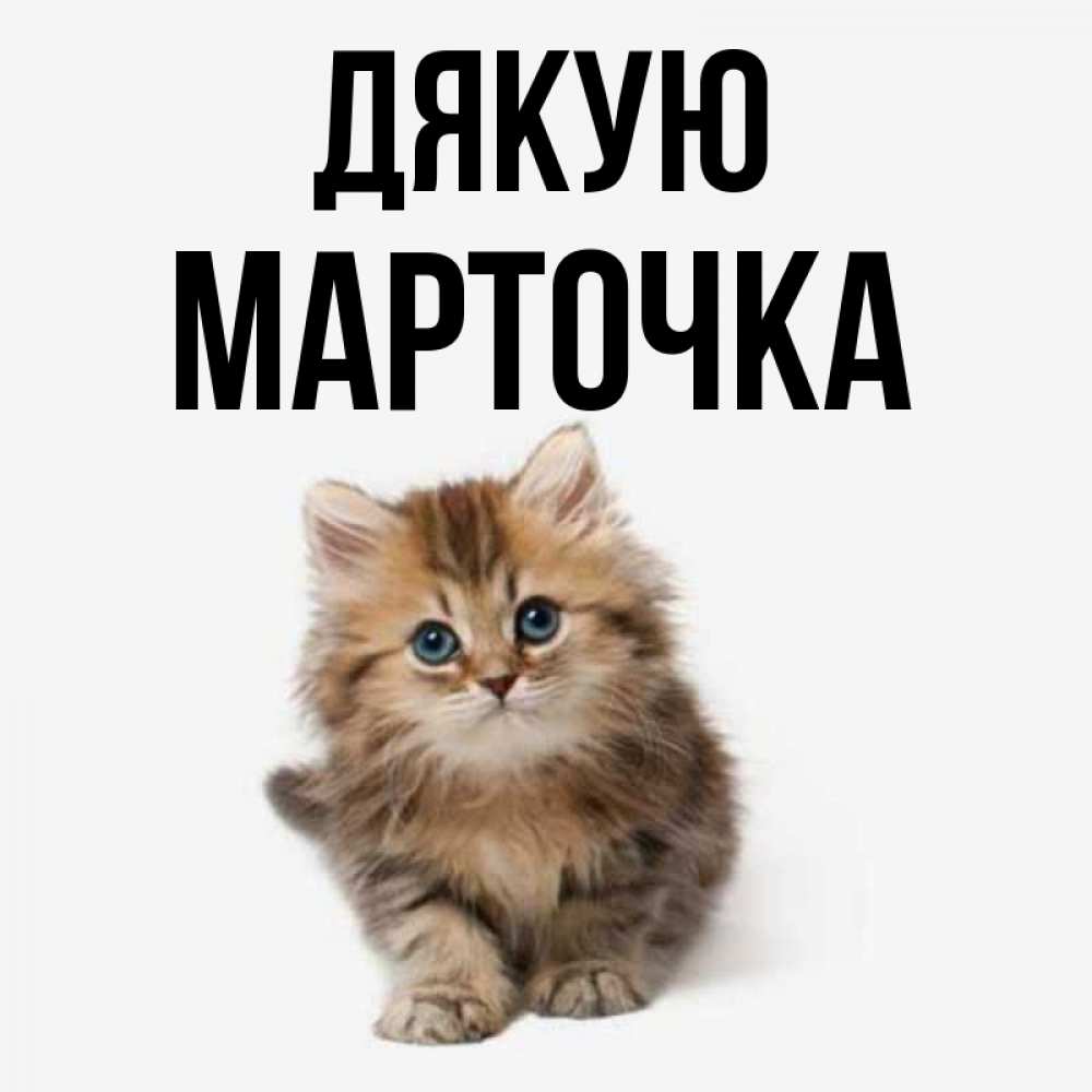 Открытка на каждый день з підписом, Марточка Дякую пушистый котик Прикольна листівка з побажанням онлайн скачати безкоштовно 