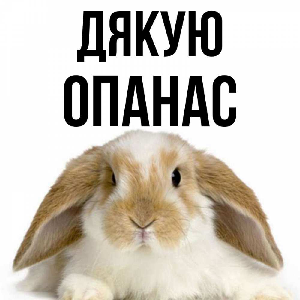 Открытка на каждый день з підписом, Опанас Дякую коричнево белый заяц Прикольна листівка з побажанням онлайн скачати безкоштовно 
