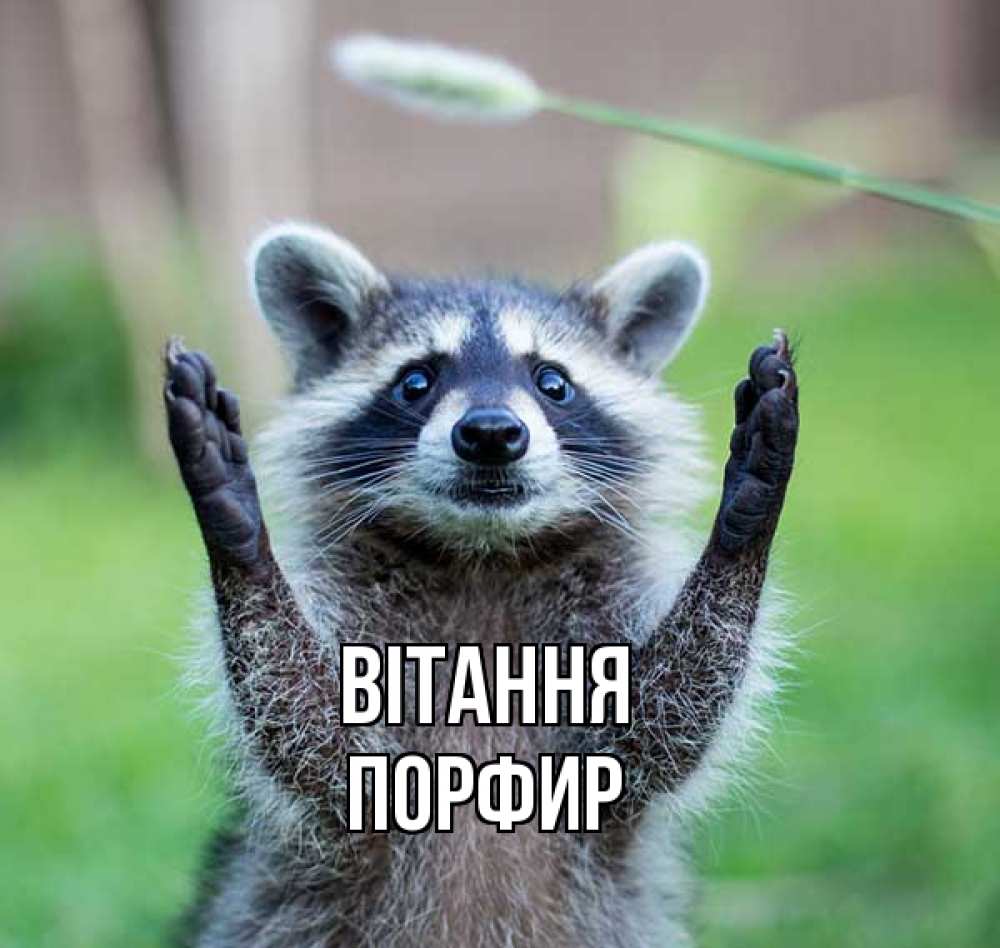 Открытка на каждый день з підписом, Порфир Вітання животные Прикольна листівка з побажанням онлайн скачати безкоштовно 