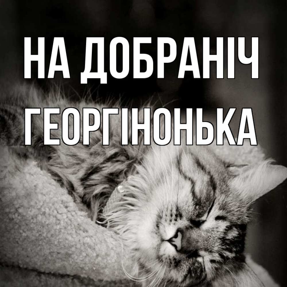Открытка на каждый день з підписом, Георгінонька На добраніч котярик пушистый Прикольна листівка з побажанням онлайн скачати безкоштовно 